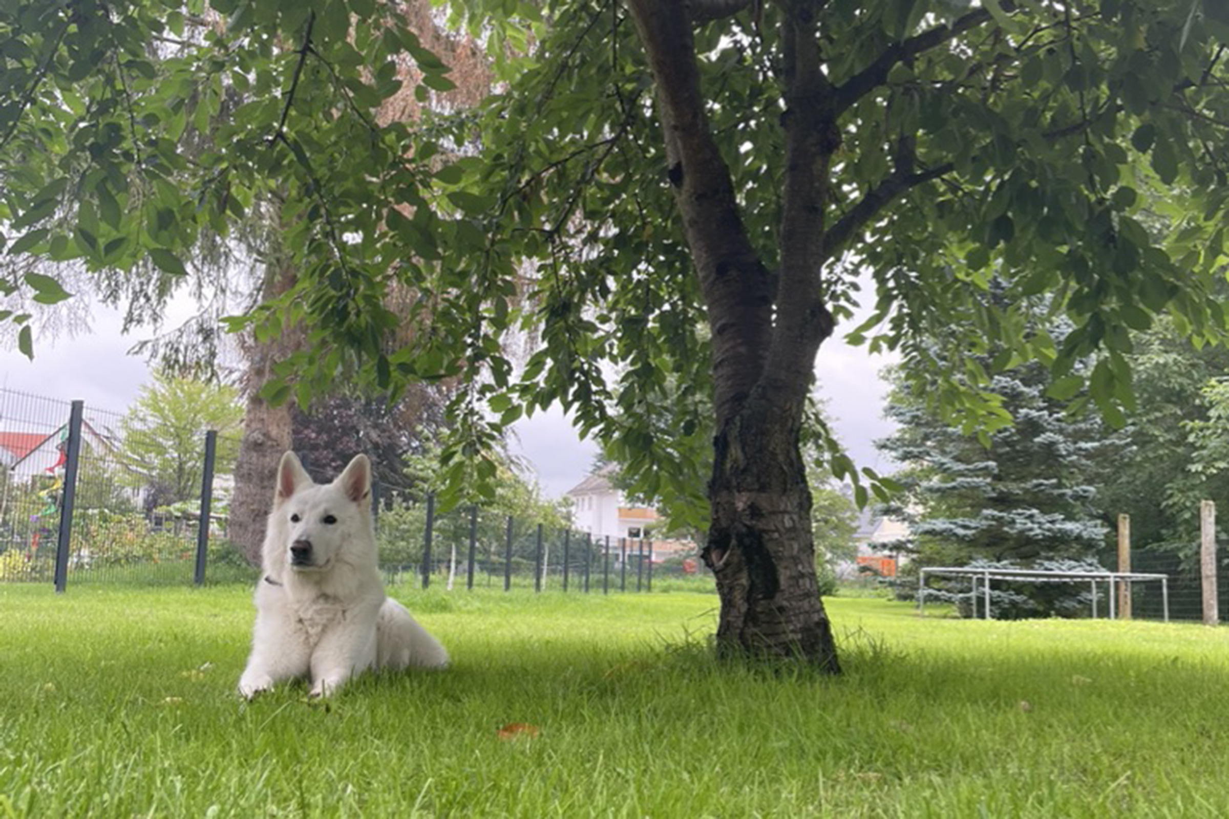 Weißer Schweizer Schäferhund Jukon entspannt sich im eingezäunten Garten eines Ferienhauses Bildunterschrift