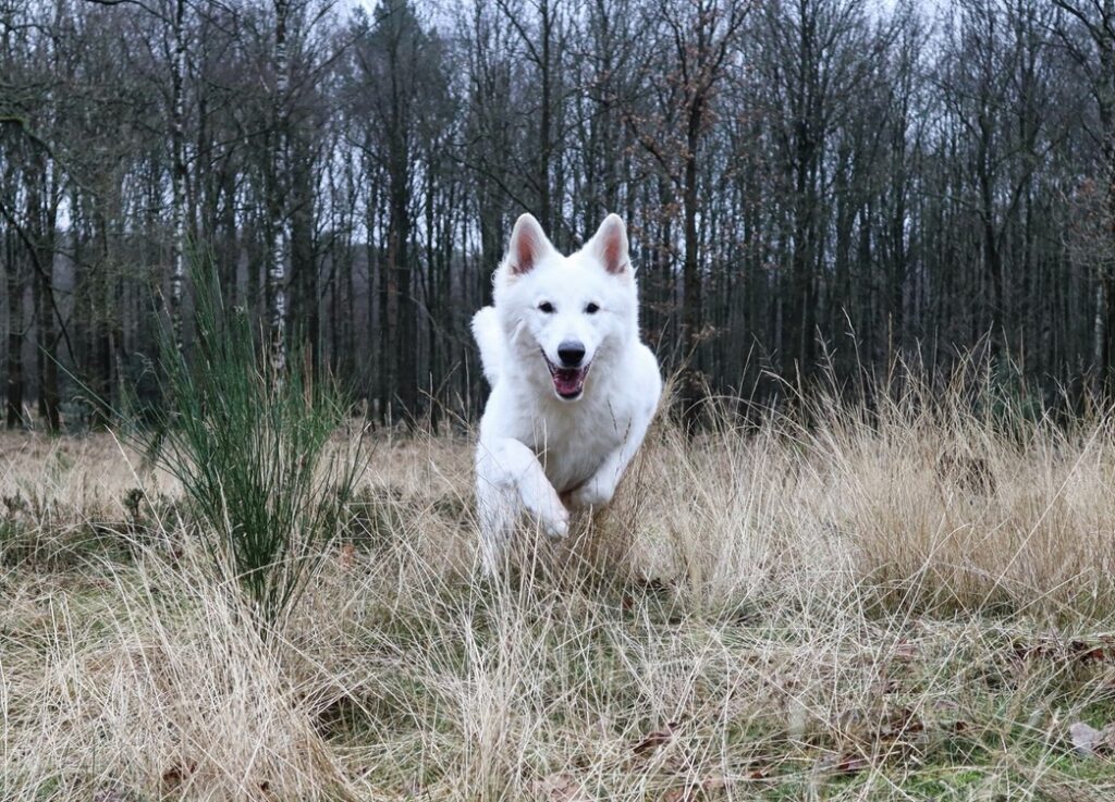 Majestätischer Mammutbaum in der Ohligser Heide, einem beliebten Ausflugsziel in NRW mit Hund