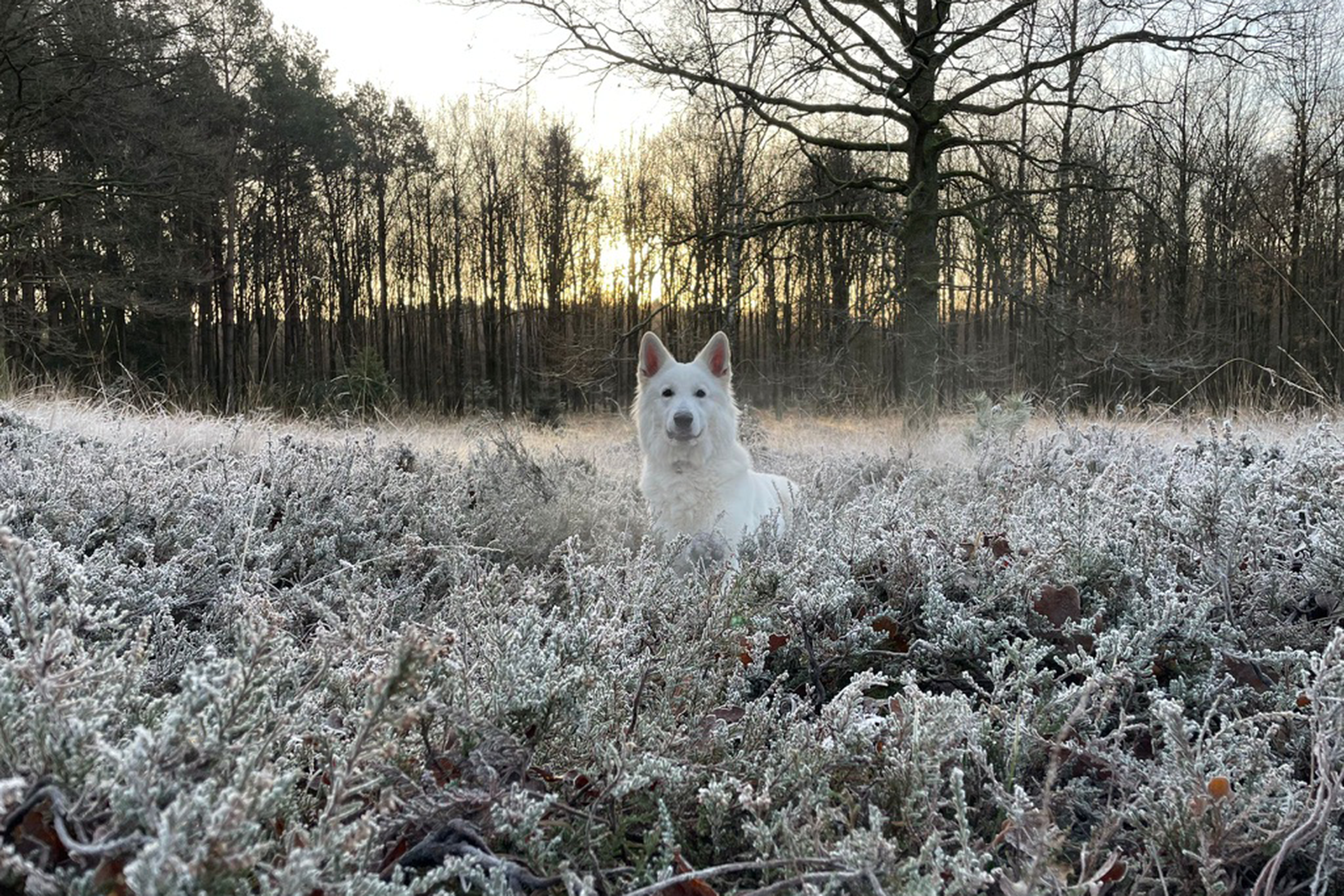 Weißer Schäferhund in der blühenden Heidelandschaft der Ohligser Heide, einem beliebten Ausflugsziel in NRW mit Hund