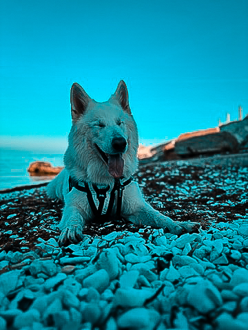 Weißer Schäferhund am Aussichtspunkt