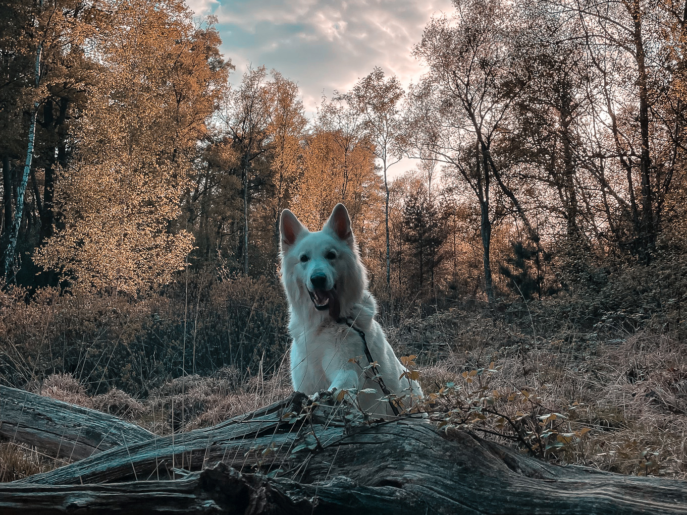 Weißer Schäferhund im Wald bei der Wandertour