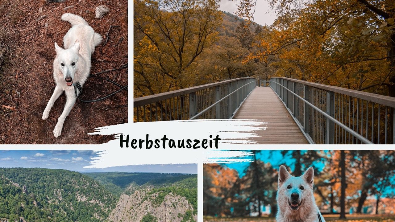 Ausflugsziele Harz mit Hund