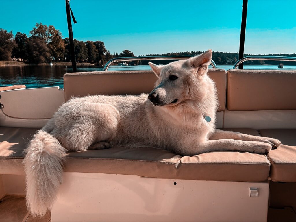 Weißer Schäferhund entspannt am Deck