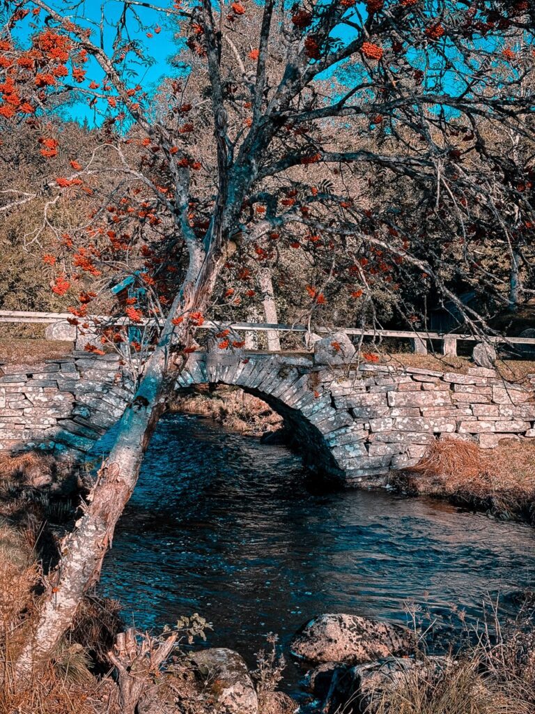 Brücke in Herbst