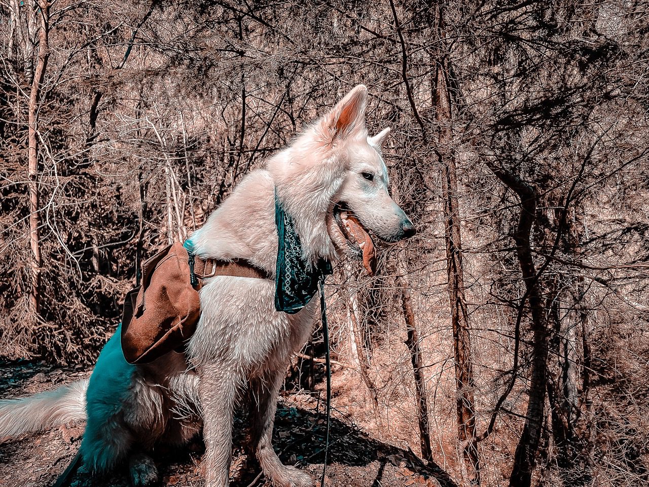 Weißer Schäferhund beim Wandern
