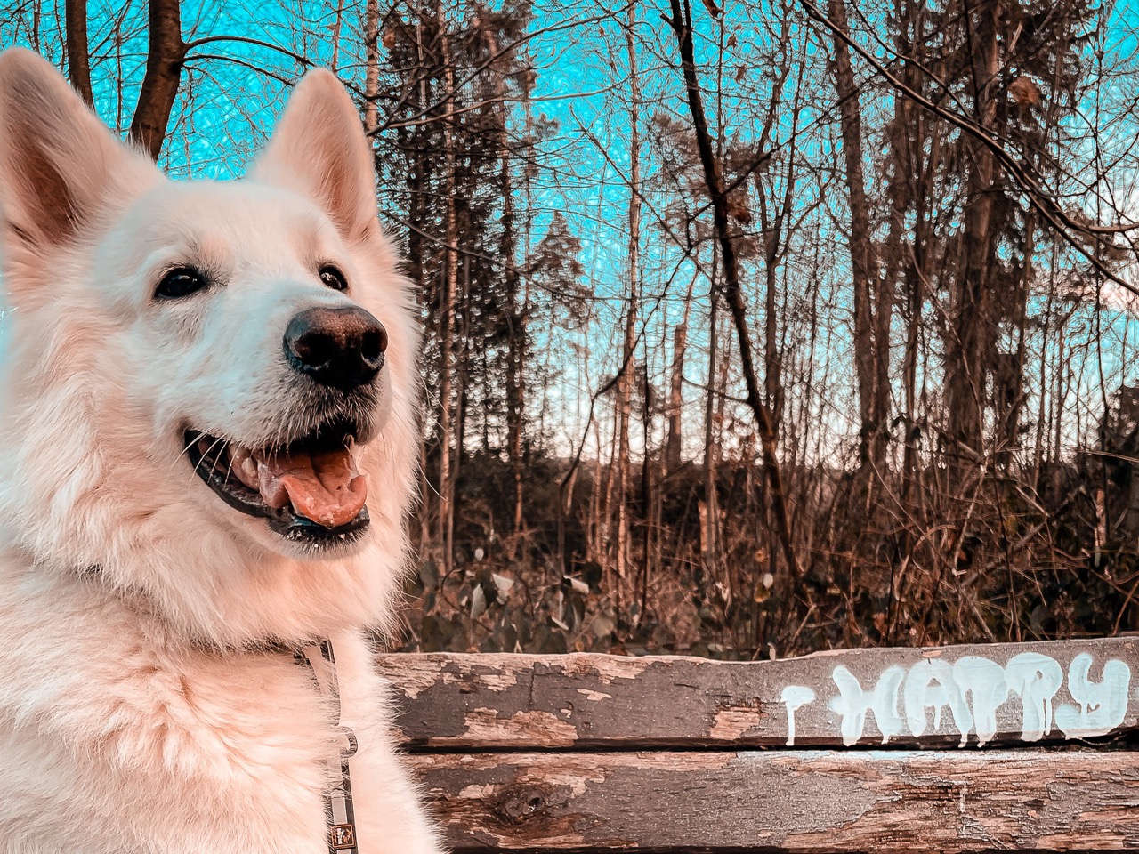 Weißer Schäferhund grinst in die Kamera und sitzt auf einer Bank auf der "Happy" steht