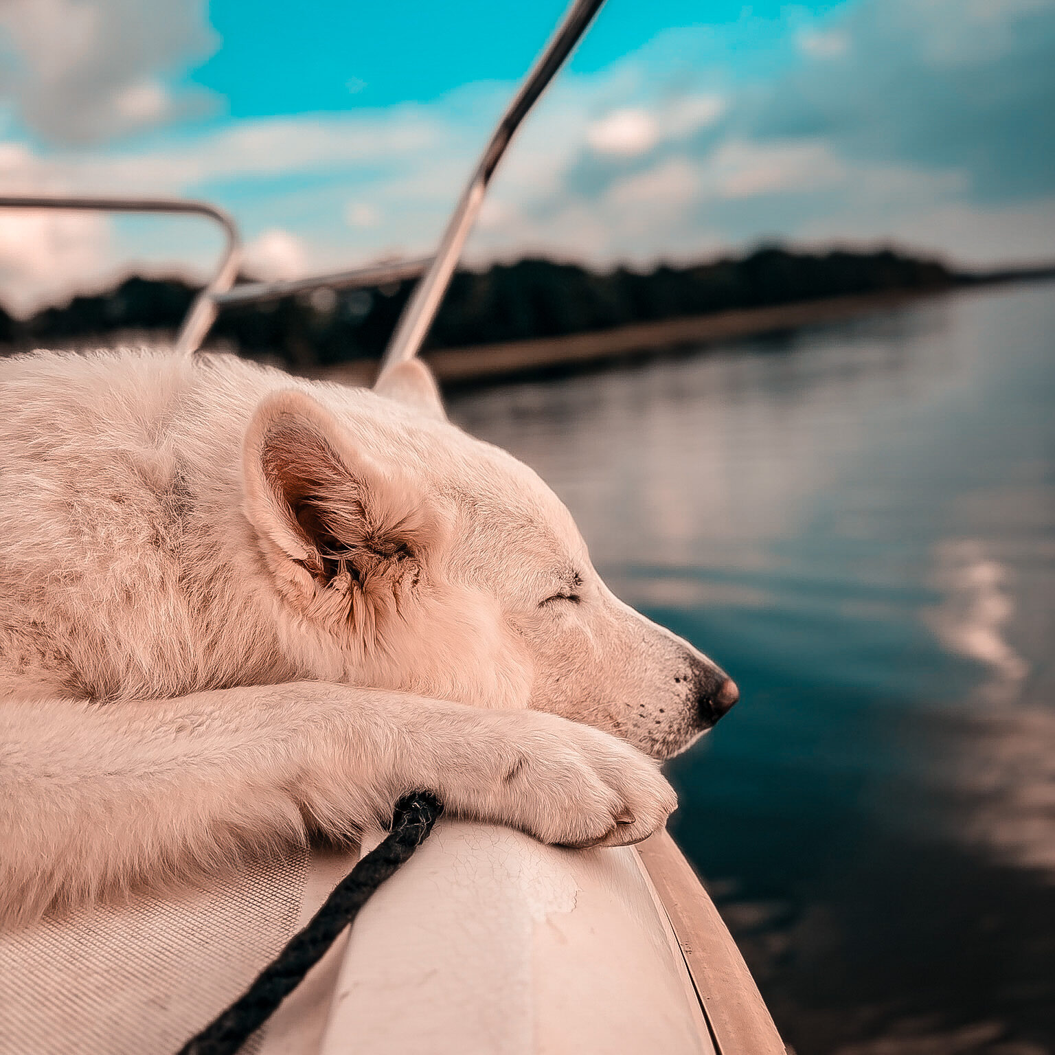 Weißer Schäferhund entspannt auf einem Motorboot