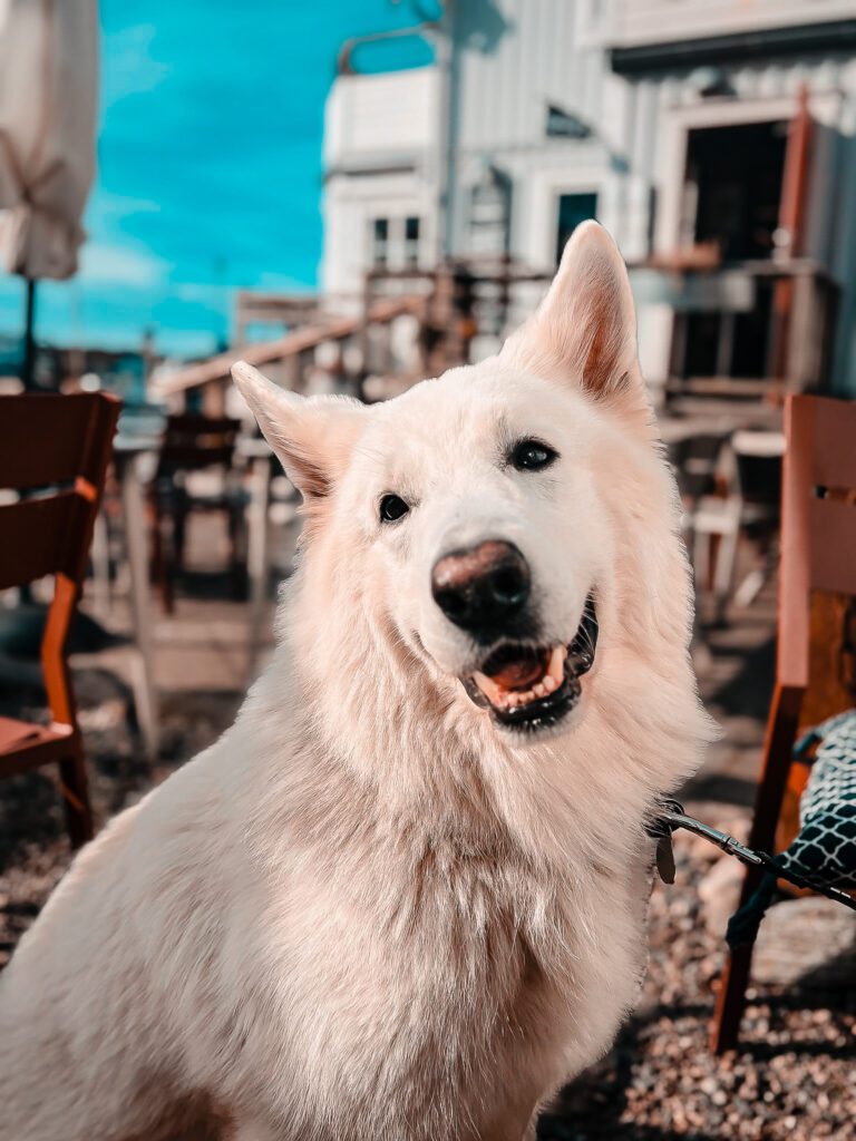 In einem Café in Bohuslän mit Hund