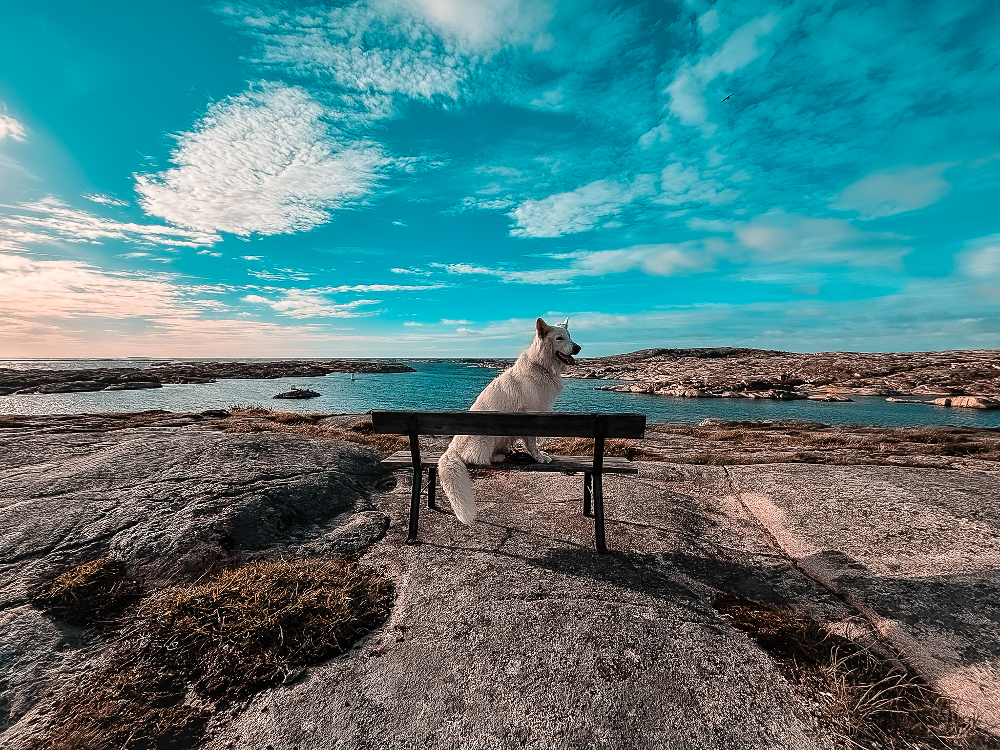 Weißer Schäferhund an der Küste von Bohuslän