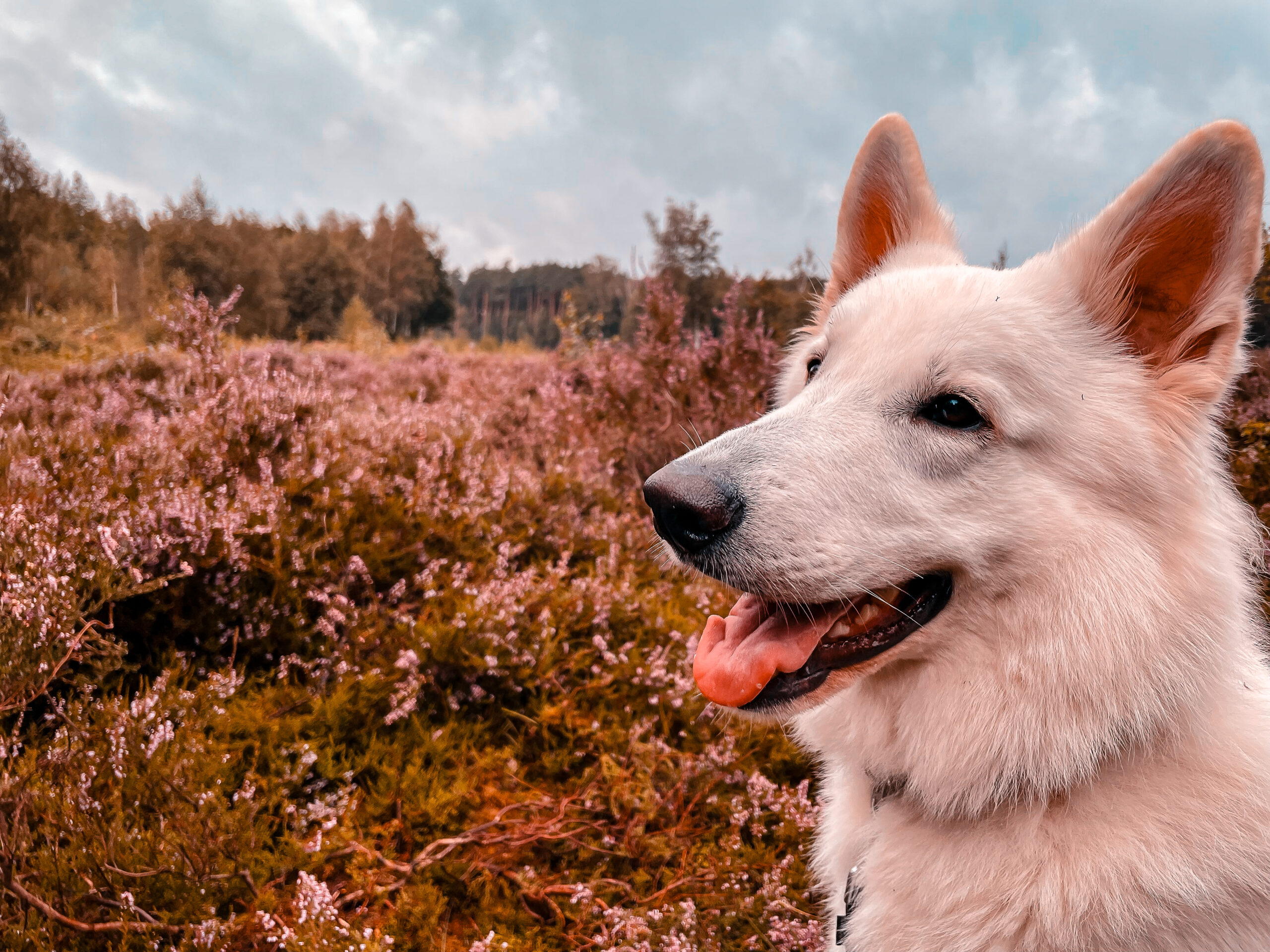 Weißer Schäferhund in Heidelandschaft