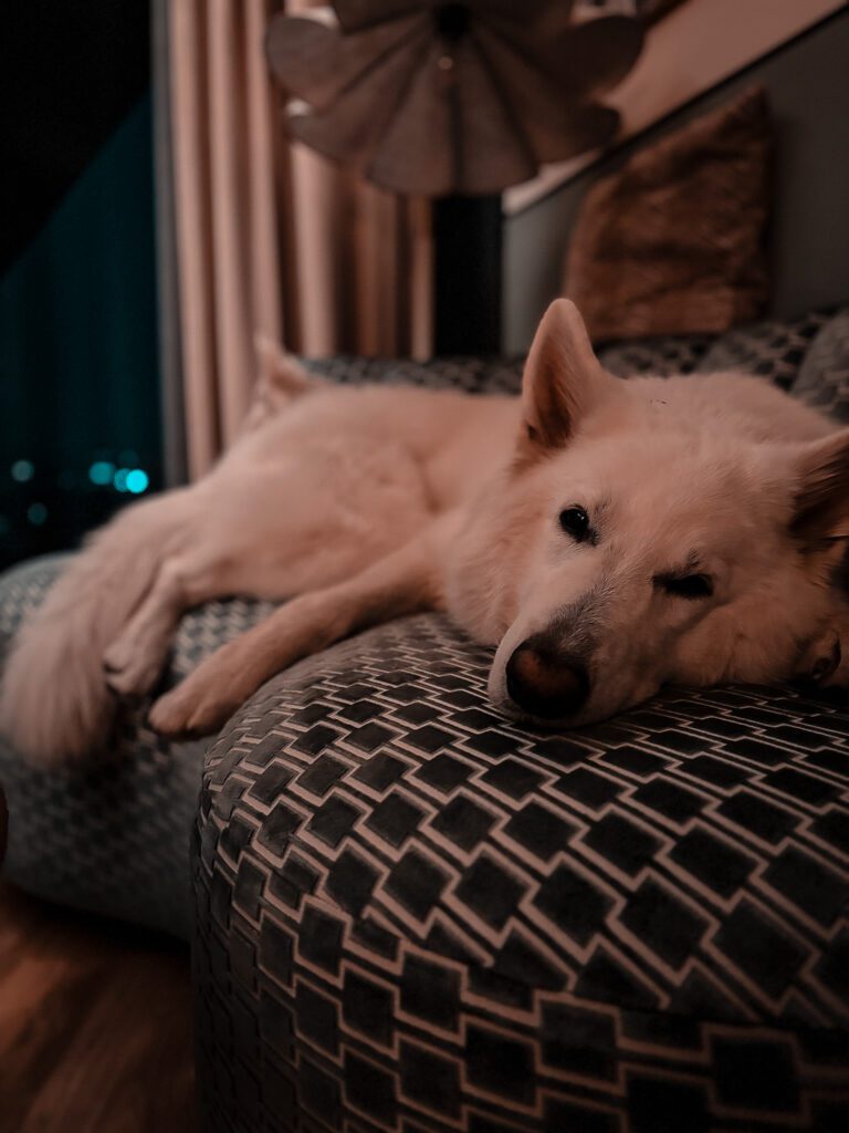 Weißer Schäferhund ruht sich im Hotel aus