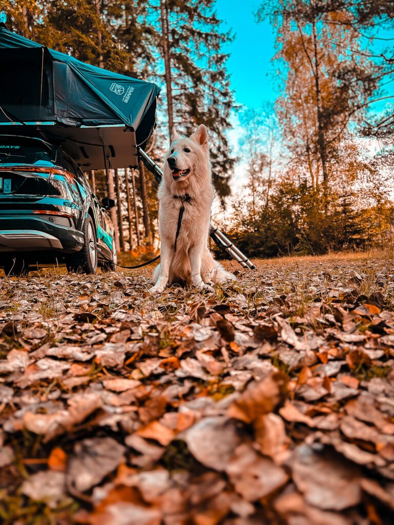 Urlaub mit Hund in Schweden im Wald