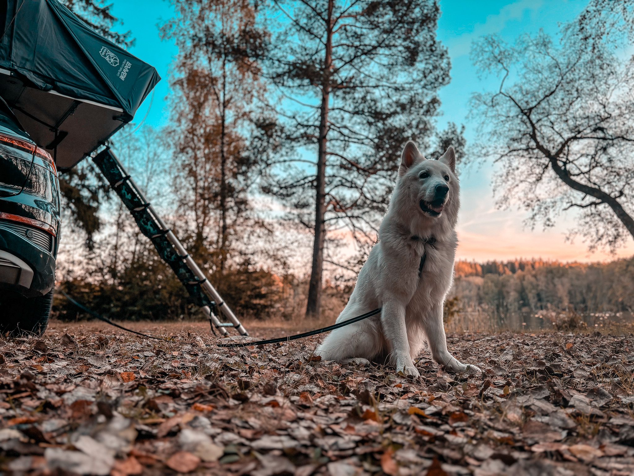 Mit weißen Schäferhund und Dachzelt im Wald