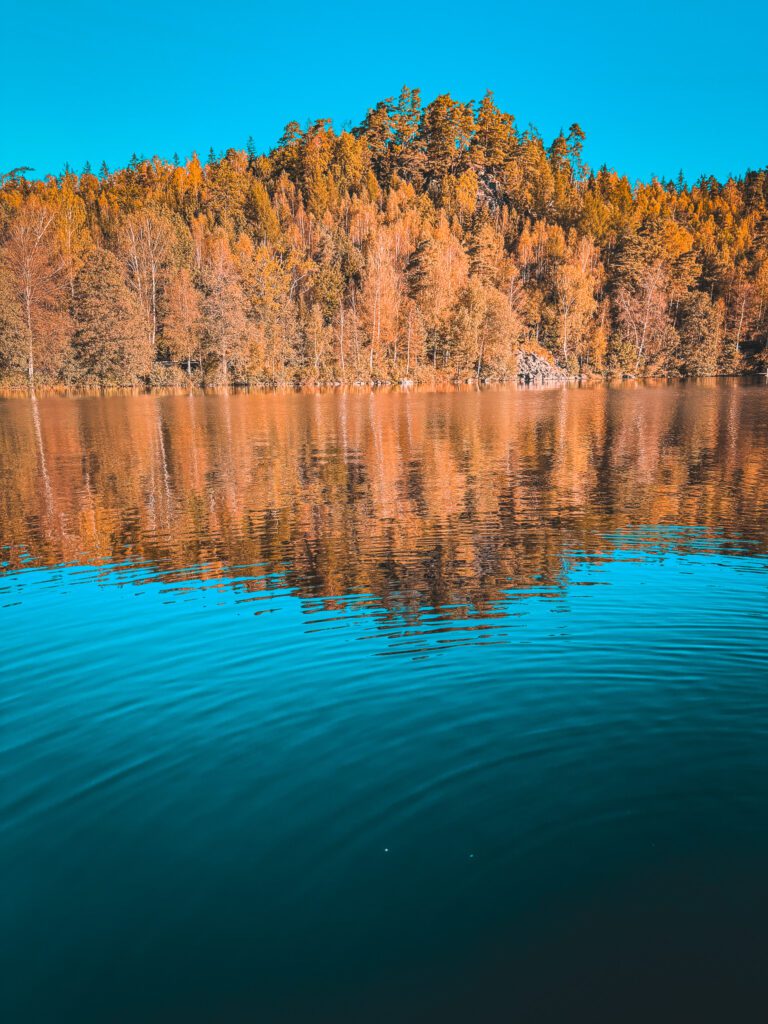 Wald mit goldenen Blättern im Herbst vor einem See