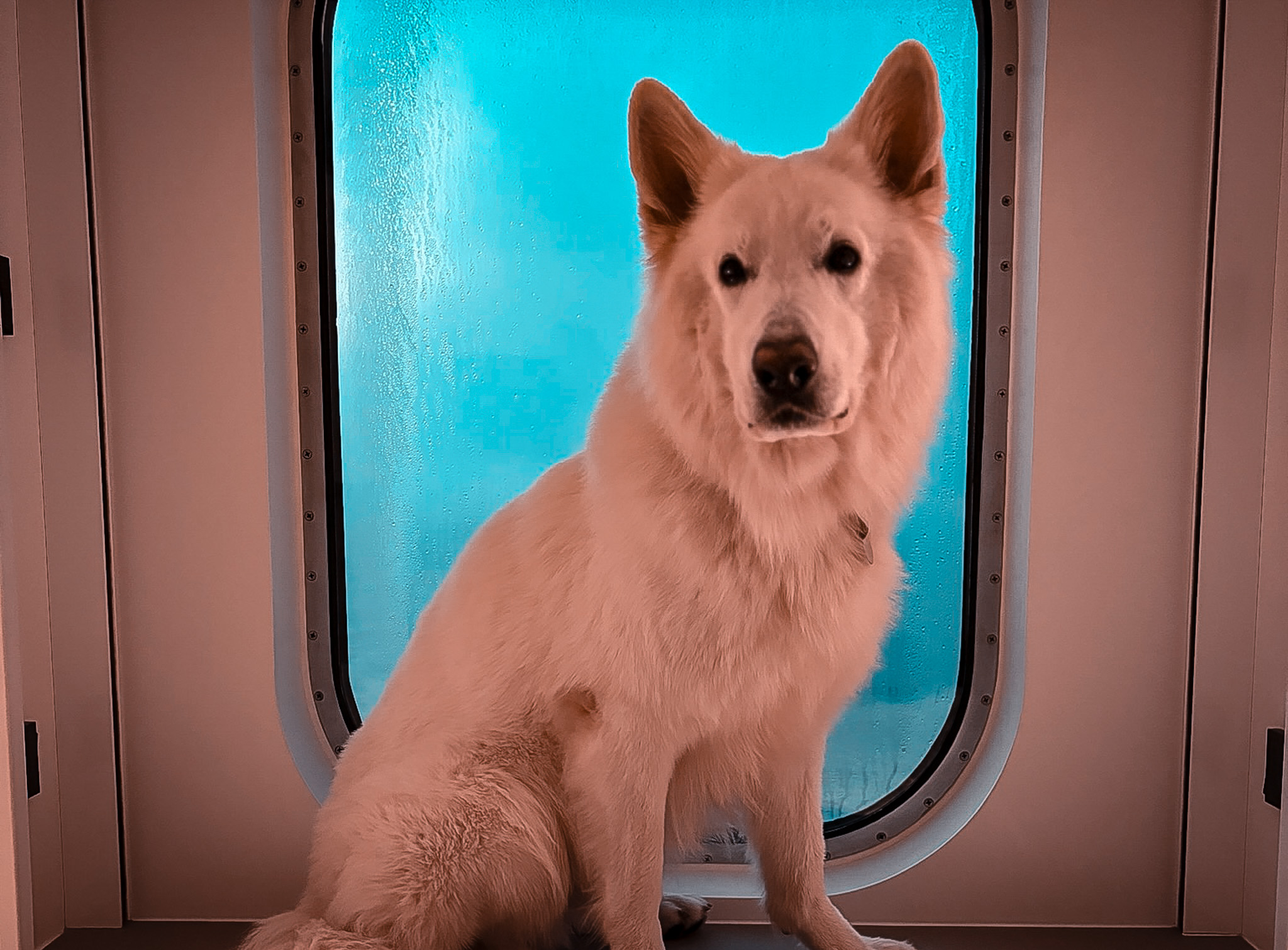 Weißer Schäferhund vor dem Bullauge in der Fähre nach Schweden