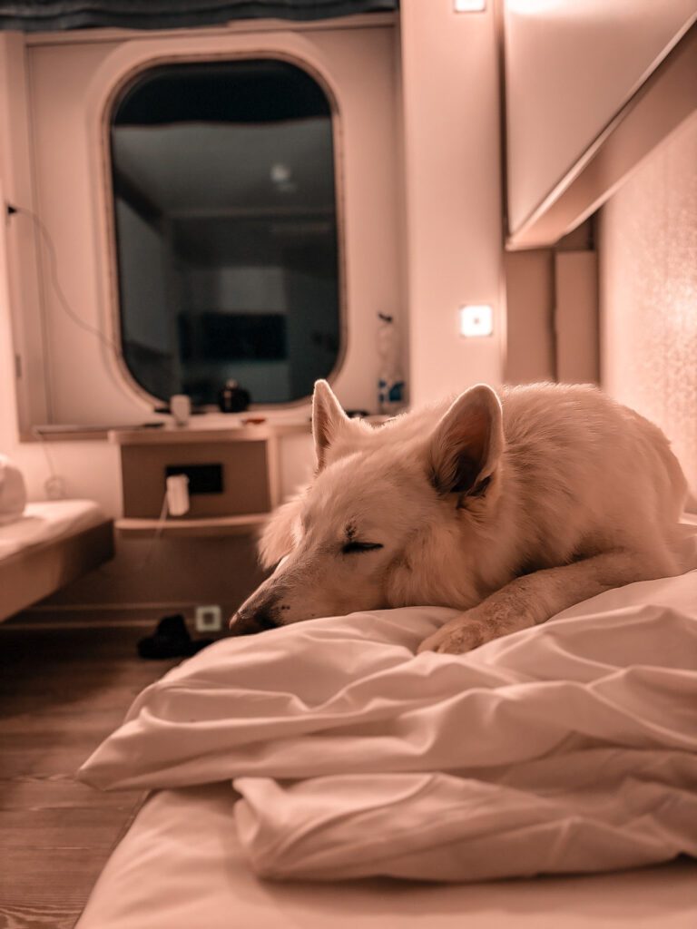 Weißer Hund schläft in der Fähre in der Kabine