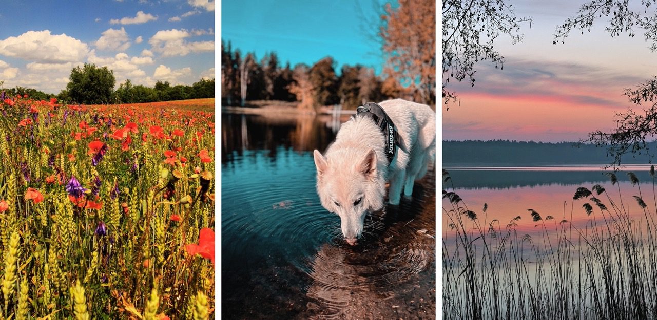 urlaub mit hund uckermark