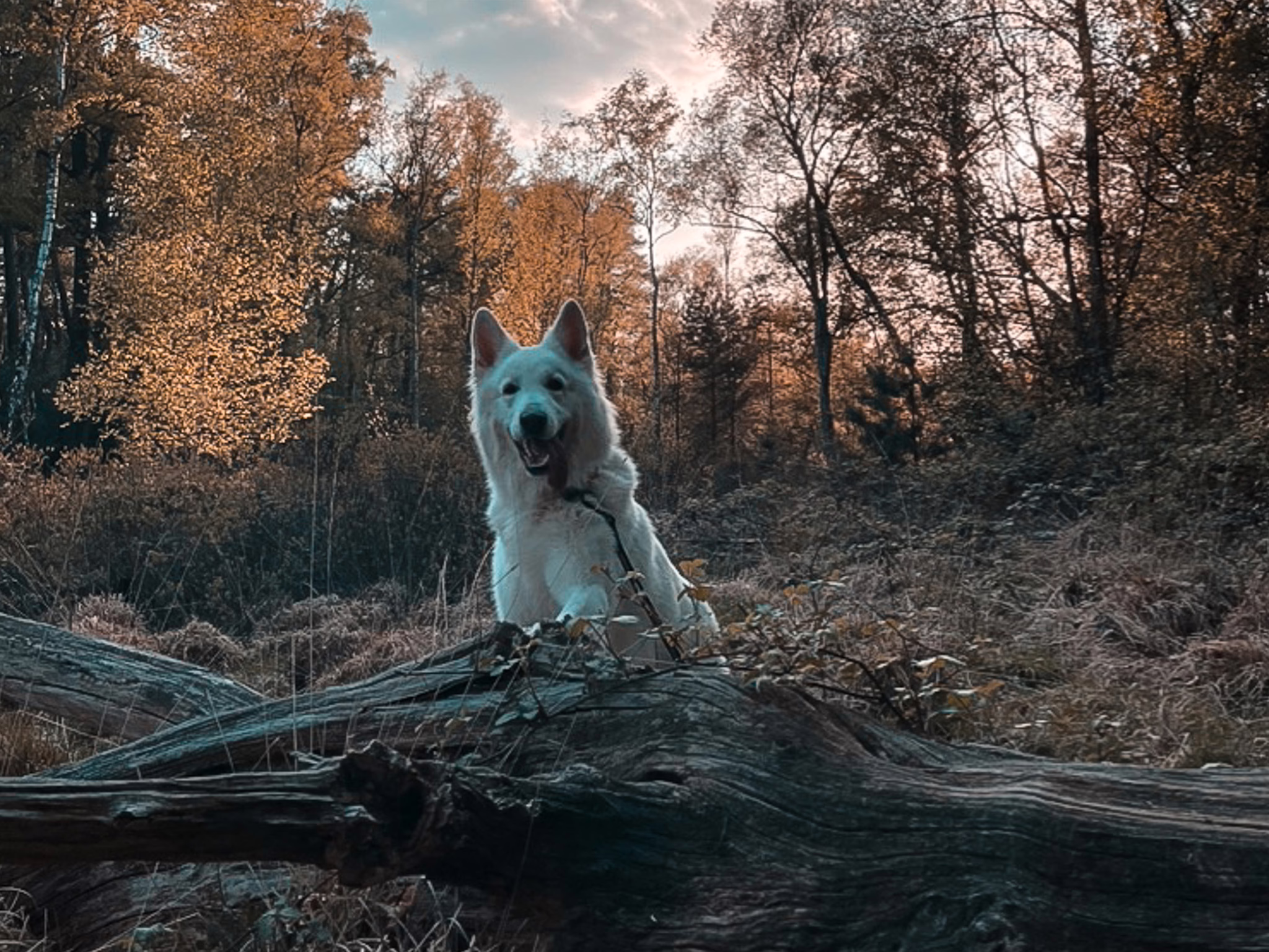 Sauerland Wanderungen mit Hund unterwegs