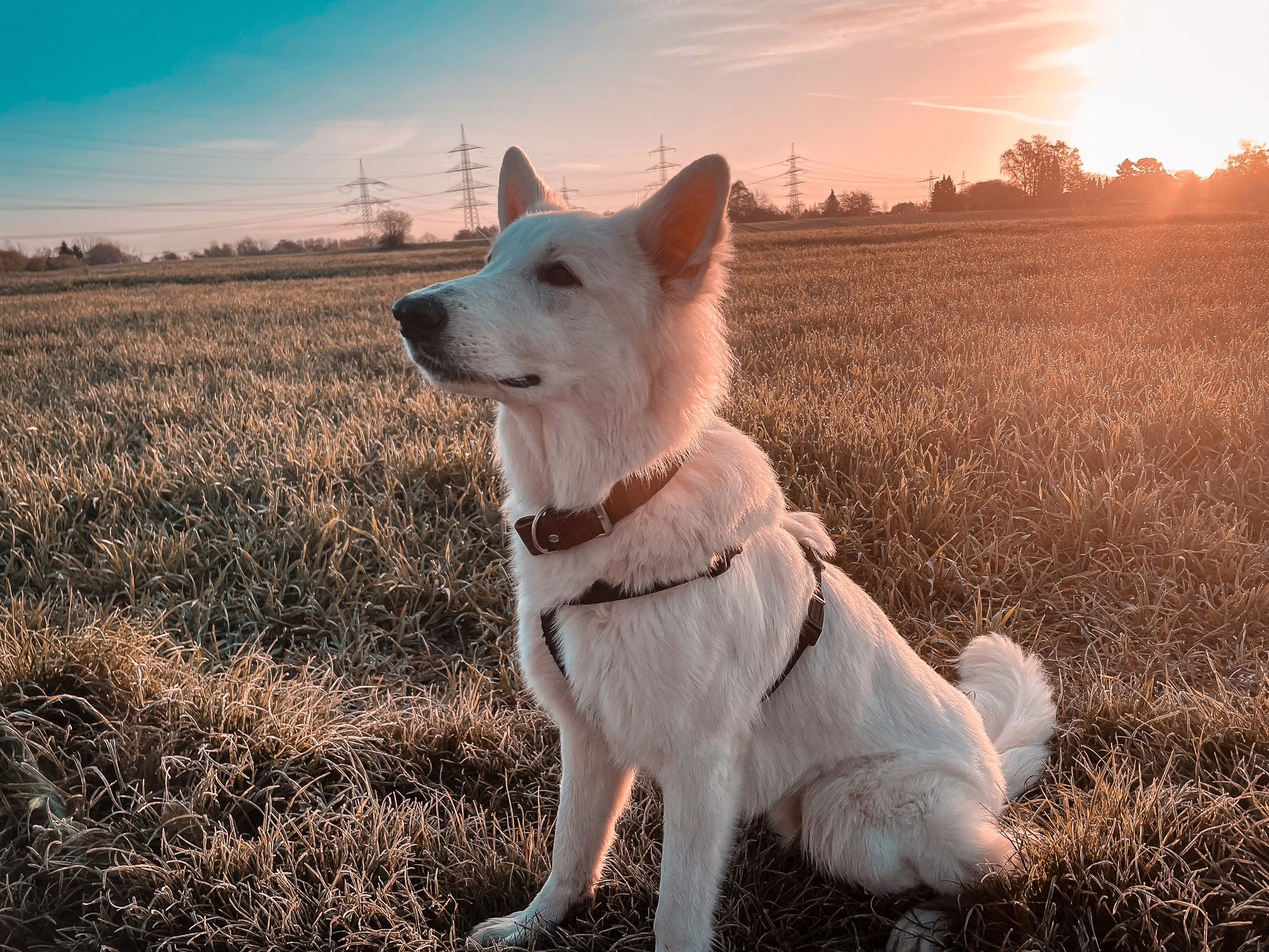 Ausflugziele Münsterland mit weißen Schäferhund unterwegs